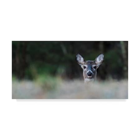 Brenda Petrella Photography Llc 'Morning Doe' Canvas Art,10x19